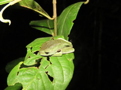 Phyllomedusa tarsius