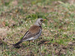Turdus pilaris