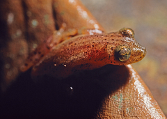 Dendropsophus haraldschultzi