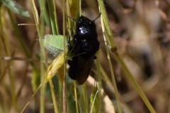Cephalosmia