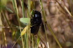 Cephalosmia