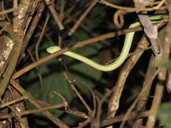 Bothrops bilineatus