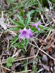Cardamine glanduligera