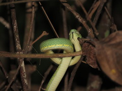 Bothrops bilineatus