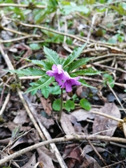 Cardamine glanduligera
