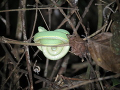 Bothrops bilineatus