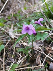 Cardamine glanduligera
