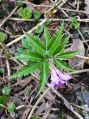 Cardamine glanduligera