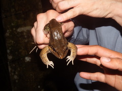 Leptodactylus insularum