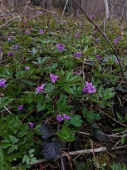 Cardamine glanduligera
