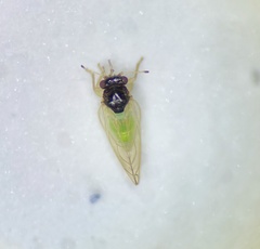 Calophya triozomima