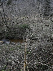 Cardamine glanduligera