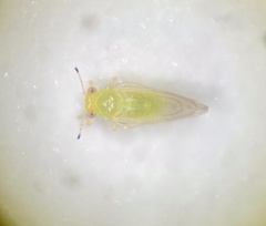 Calophya triozomima