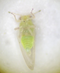 Calophya triozomima