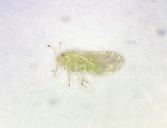 Calophya triozomima