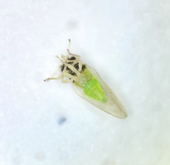 Calophya triozomima
