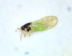 Calophya triozomima