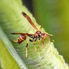 Mischocyttarus mexicanus cubicola