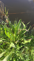 Plantago lanceolata