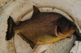Redcheek Piranha photo 4