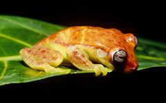 Dendropsophus miyatai