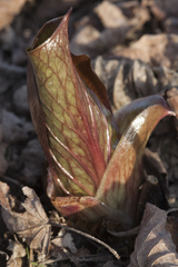 Cardiocrinum cordatum