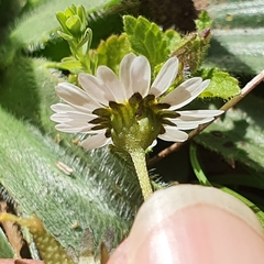 Bellis annua image