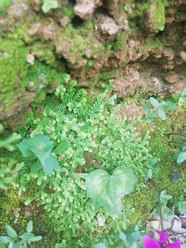 Mediterranean clubmoss