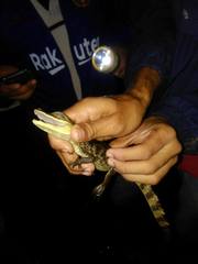 Caiman crocodilus fuscus