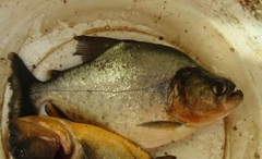 Serrasalmus marginatus