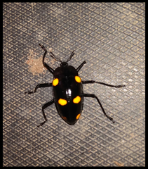 Scaphidomorphus tripunctatus