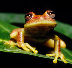 Dendropsophus miyatai