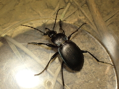 Carabus convexus