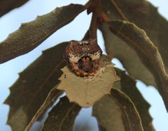 Mastophora cornigera