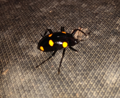 Scaphidomorphus tripunctatus