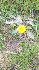 Taraxacum officinale