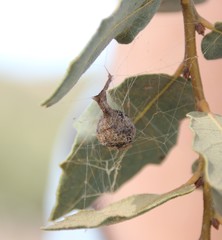 Mastophora cornigera