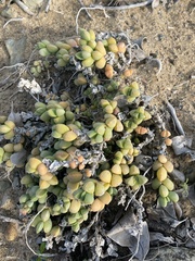 Corpuscularia
