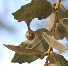 Mastophora cornigera