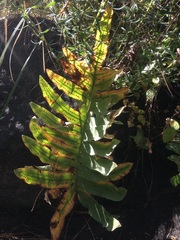 Phlebodium araneosum