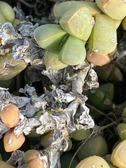 Corpuscularia