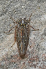 Stenidiocerus poecilus