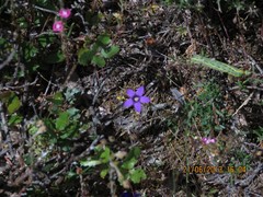 Campanula matritensis