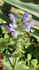 Salvia verbenaca