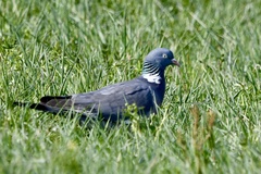 Columba palumbus