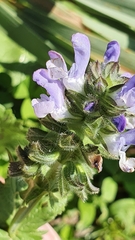 Salvia verbenaca
