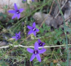 Campanula matritensis