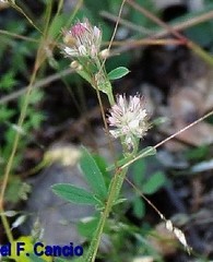 Trifolium strictum