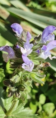 Salvia verbenaca