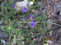 Campanula matritensis